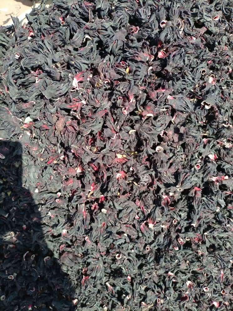 Hibiscus sabdariffa supplier, Dried hibiscus flower export, Hibiscus flower from Nigeria, Bulk hibiscus flower supplier, Organic hibiscus flower, Hibiscus roselle supplier, Hibiscus bulk tea, Nigeria hibiscus flower export, Hibiscus flower exporter, Roselle, Hibiscus, Hibiscus roselle,