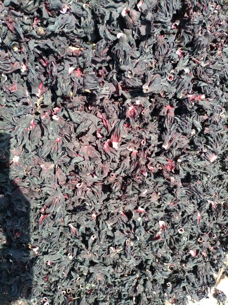 Hibiscus sabdariffa supplier, Dried hibiscus flower export, Hibiscus flower from Nigeria, Bulk hibiscus flower supplier, Organic hibiscus flower, Hibiscus roselle supplier, Hibiscus bulk tea, Nigeria hibiscus flower export, Hibiscus flower exporter, Roselle, Hibiscus, Hibiscus roselle,