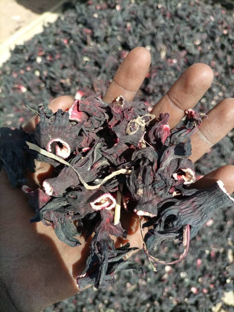 Hibiscus sabdariffa supplier, Dried hibiscus flower export, Hibiscus flower from Nigeria, Bulk hibiscus flower supplier, Organic hibiscus flower, Hibiscus roselle supplier, Hibiscus bulk tea, Nigeria hibiscus flower export, Hibiscus flower exporter, Roselle, Hibiscus, Hibiscus roselle,