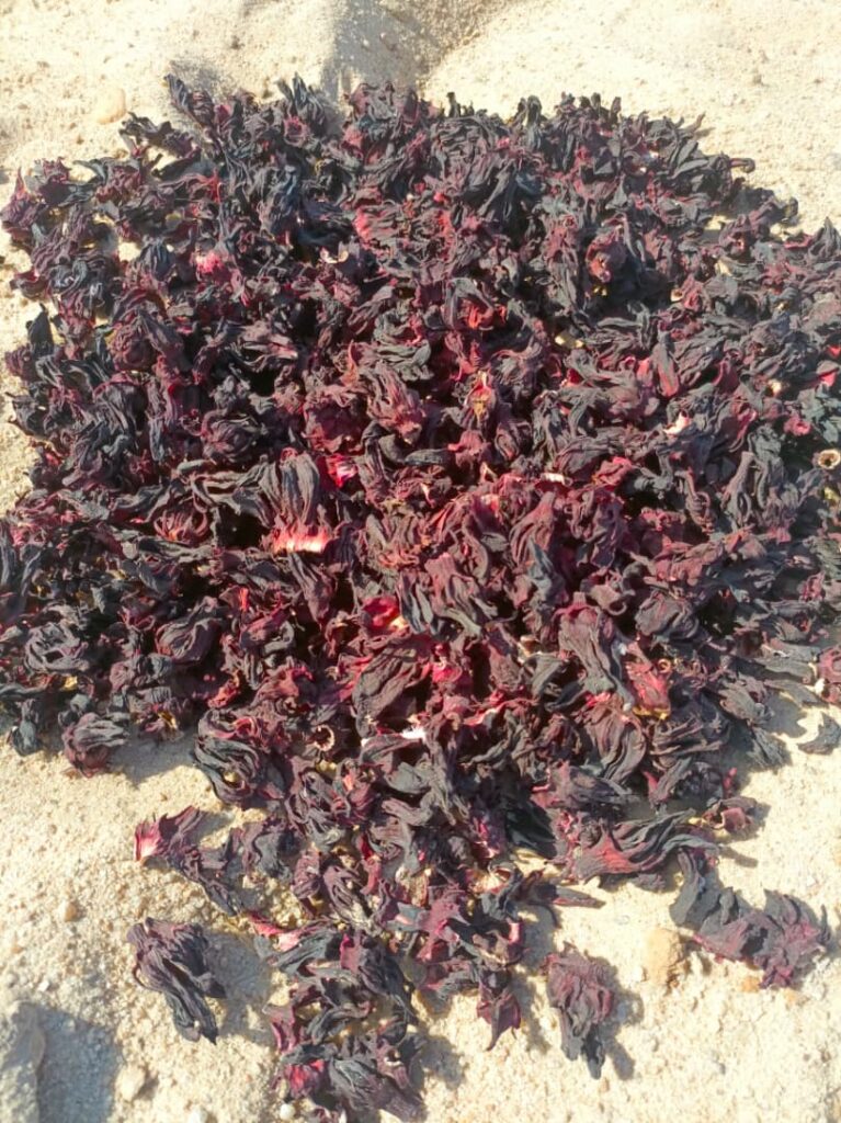 Hibiscus sabdariffa supplier, Dried hibiscus flower export, Hibiscus flower from Nigeria, Bulk hibiscus flower supplier, Organic hibiscus flower, Hibiscus roselle supplier, Hibiscus bulk tea, Nigeria hibiscus flower export, Hibiscus flower exporter, Roselle, Hibiscus, Hibiscus roselle,
