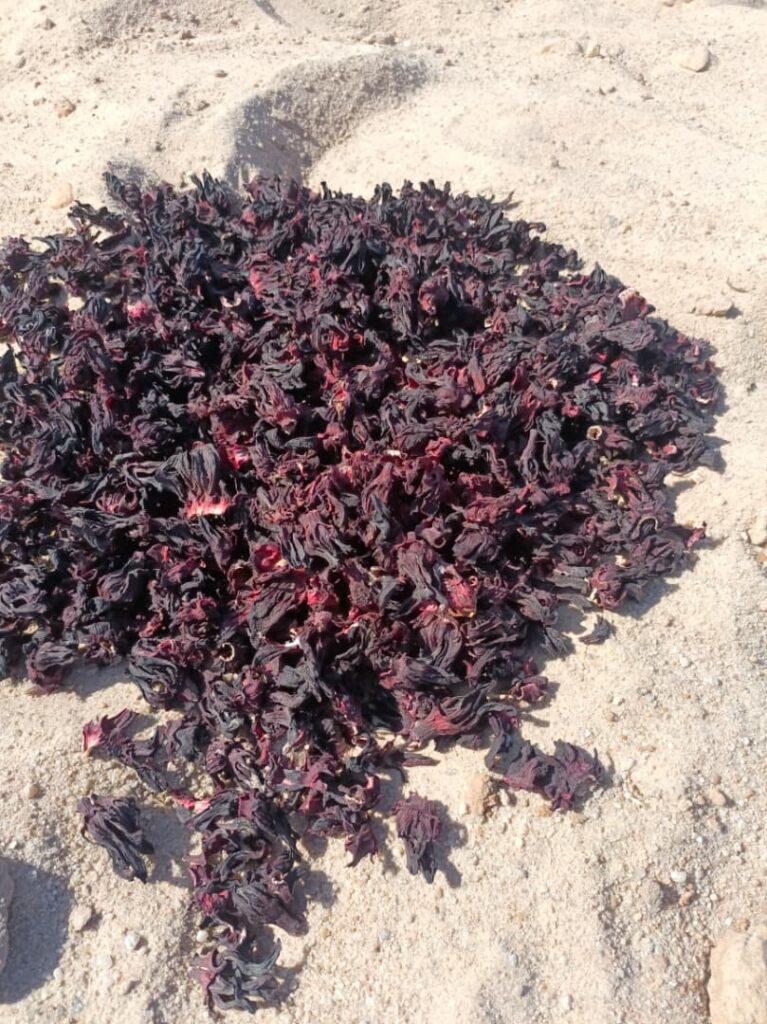 Hibiscus sabdariffa supplier, Dried hibiscus flower export, Hibiscus flower from Nigeria, Bulk hibiscus flower supplier, Organic hibiscus flower, Hibiscus roselle supplier, Hibiscus bulk tea, Nigeria hibiscus flower export, Hibiscus flower exporter, Roselle, Hibiscus, Hibiscus roselle,
