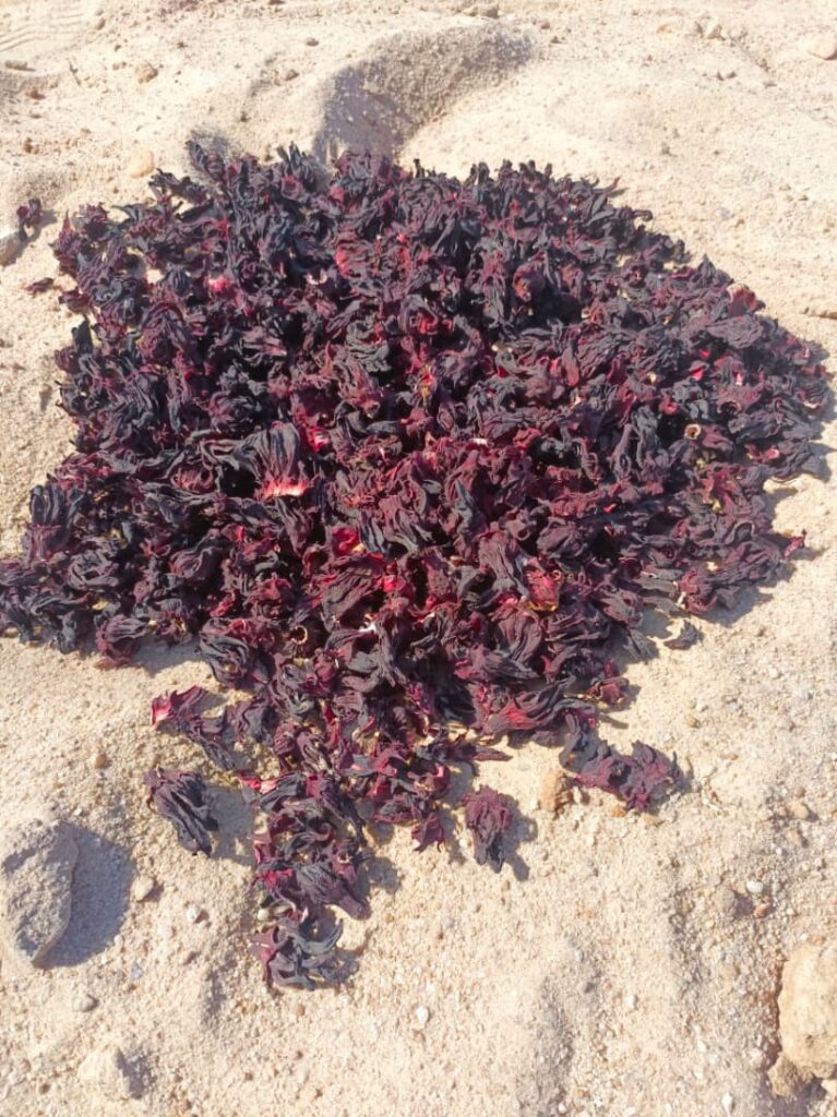 Hibiscus sabdariffa supplier, Dried hibiscus flower export, Hibiscus flower from Nigeria, Bulk hibiscus flower supplier, Organic hibiscus flower, Hibiscus roselle supplier, Hibiscus bulk tea, Nigeria hibiscus flower export, Hibiscus flower exporter, Roselle, Hibiscus, Hibiscus roselle,
