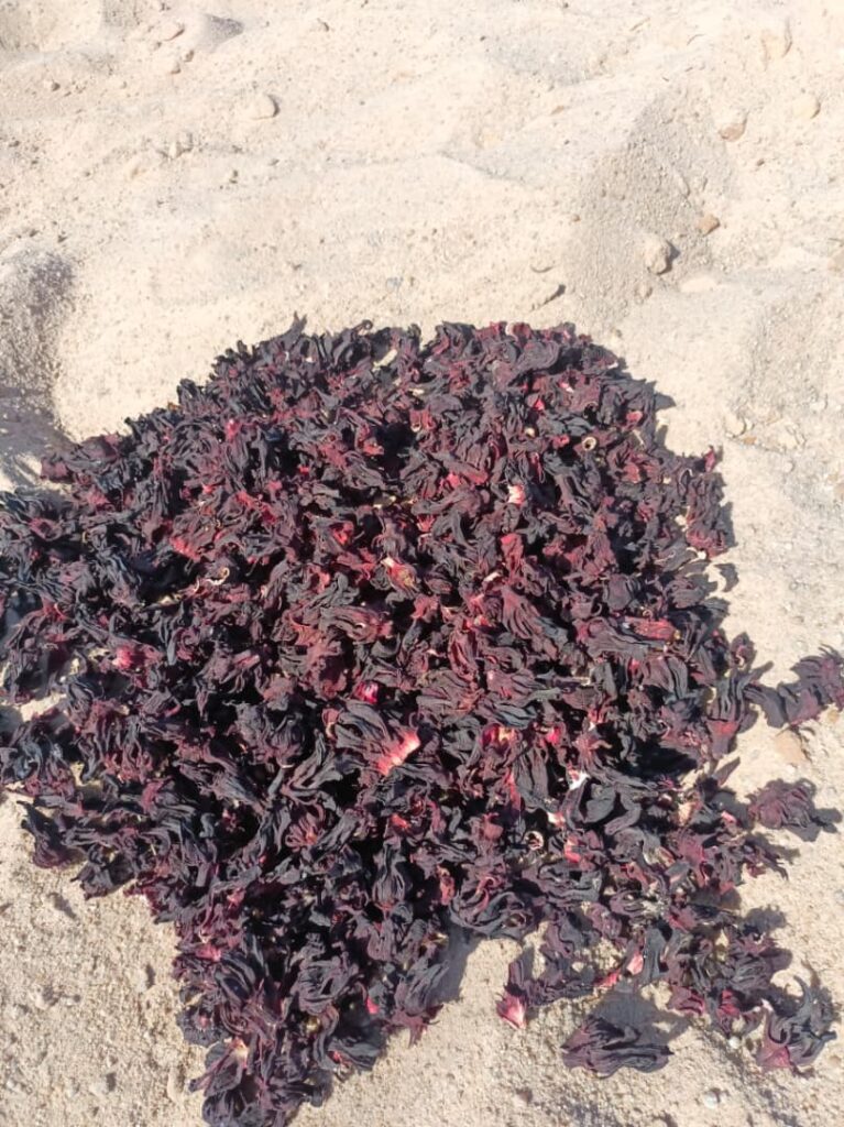Hibiscus sabdariffa supplier, Dried hibiscus flower export, Hibiscus flower from Nigeria, Bulk hibiscus flower supplier, Organic hibiscus flower, Hibiscus roselle supplier, Hibiscus bulk tea, Nigeria hibiscus flower export, Hibiscus flower exporter, Roselle, Hibiscus, Hibiscus roselle,