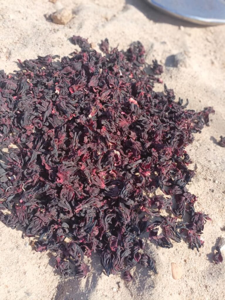 Hibiscus sabdariffa supplier, Dried hibiscus flower export, Hibiscus flower from Nigeria, Bulk hibiscus flower supplier, Organic hibiscus flower, Hibiscus roselle supplier, Hibiscus bulk tea, Nigeria hibiscus flower export, Hibiscus flower exporter, Roselle, Hibiscus, Hibiscus roselle,