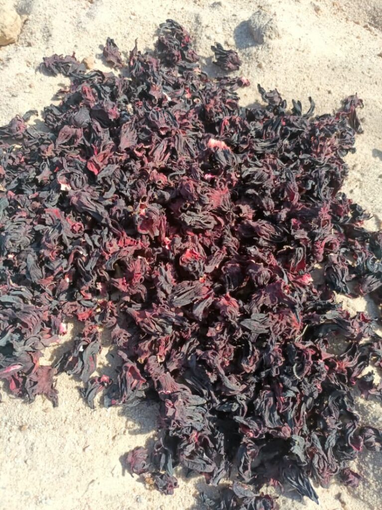 Hibiscus sabdariffa supplier, Dried hibiscus flower export, Hibiscus flower from Nigeria, Bulk hibiscus flower supplier, Organic hibiscus flower, Hibiscus roselle supplier, Hibiscus bulk tea, Nigeria hibiscus flower export, Hibiscus flower exporter, Roselle, Hibiscus, Hibiscus roselle,