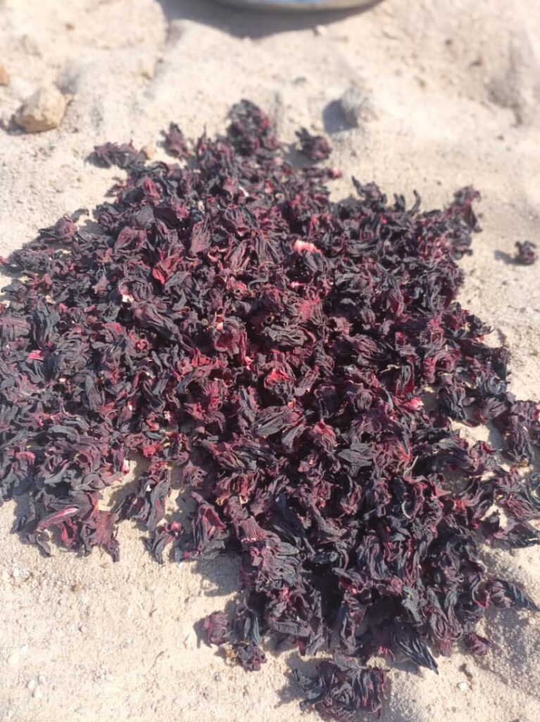 Hibiscus sabdariffa supplier, Dried hibiscus flower export, Hibiscus flower from Nigeria, Bulk hibiscus flower supplier, Organic hibiscus flower, Hibiscus roselle supplier, Hibiscus bulk tea, Nigeria hibiscus flower export, Hibiscus flower exporter, Roselle, Hibiscus, Hibiscus roselle,