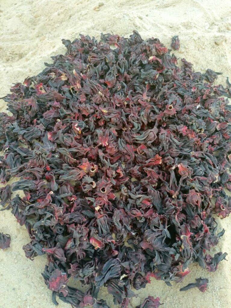 Hibiscus sabdariffa supplier, Dried hibiscus flower export, Hibiscus flower from Nigeria, Bulk hibiscus flower supplier, Organic hibiscus flower, Hibiscus roselle supplier, Hibiscus bulk tea, Nigeria hibiscus flower export, Hibiscus flower exporter, Roselle, Hibiscus, Hibiscus roselle,