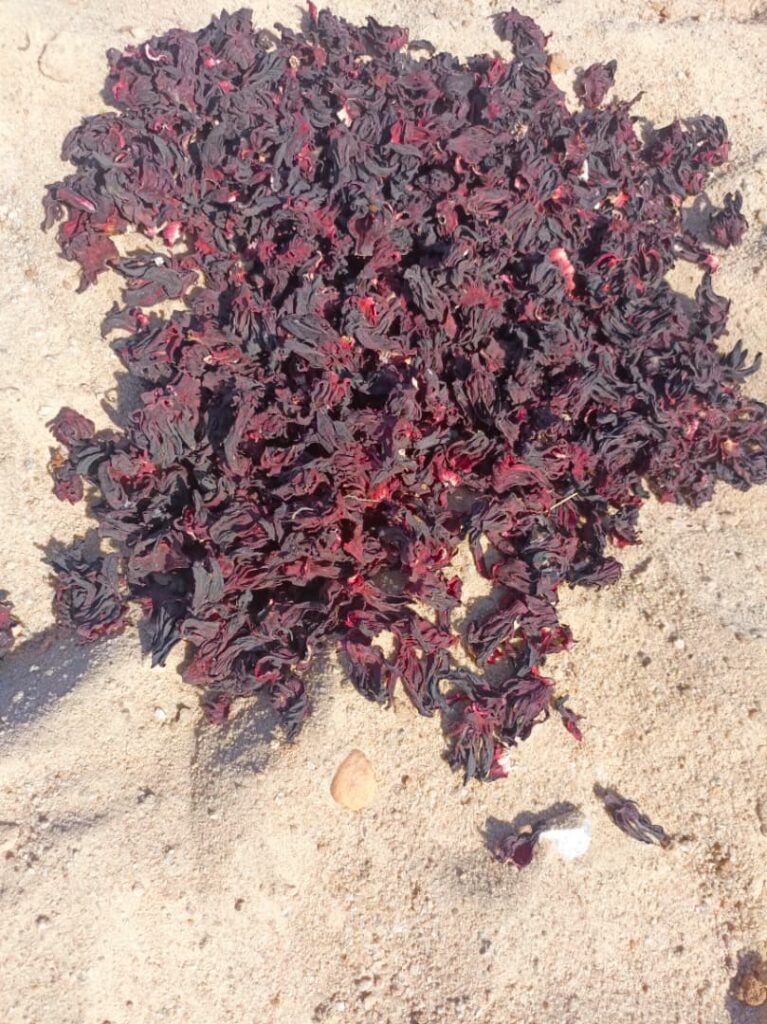 Hibiscus sabdariffa supplier, Dried hibiscus flower export, Hibiscus flower from Nigeria, Bulk hibiscus flower supplier, Organic hibiscus flower, Hibiscus roselle supplier, Hibiscus bulk tea, Nigeria hibiscus flower export, Hibiscus flower exporter, Roselle, Hibiscus, Hibiscus roselle,
