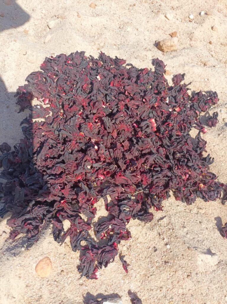Hibiscus sabdariffa supplier, Dried hibiscus flower export, Hibiscus flower from Nigeria, Bulk hibiscus flower supplier, Organic hibiscus flower, Hibiscus roselle supplier, Hibiscus bulk tea, Nigeria hibiscus flower export, Hibiscus flower exporter, Roselle, Hibiscus, Hibiscus roselle,