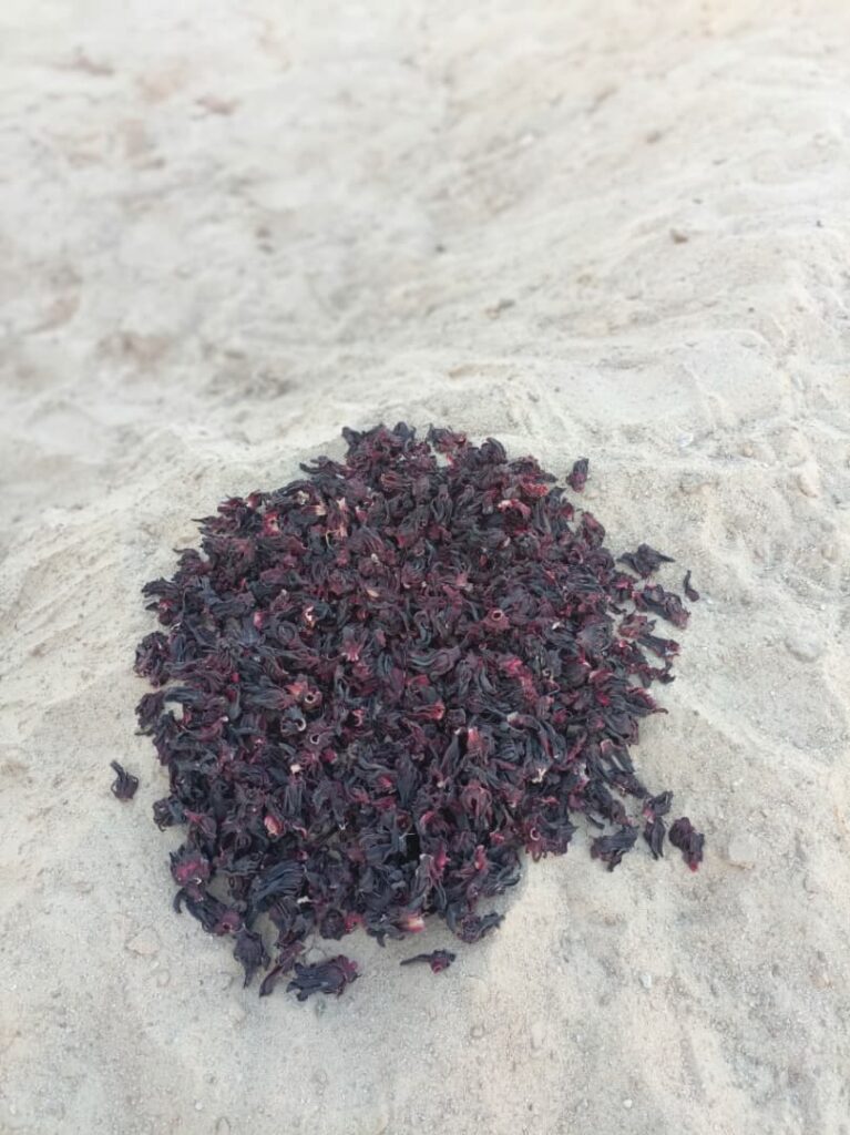 Hibiscus sabdariffa supplier, Dried hibiscus flower export, Hibiscus flower from Nigeria, Bulk hibiscus flower supplier, Organic hibiscus flower, Hibiscus roselle supplier, Hibiscus bulk tea, Nigeria hibiscus flower export, Hibiscus flower exporter, Roselle, Hibiscus, Hibiscus roselle,
