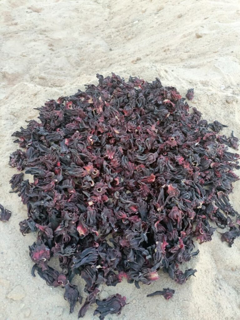 Hibiscus sabdariffa supplier, Dried hibiscus flower export, Hibiscus flower from Nigeria, Bulk hibiscus flower supplier, Organic hibiscus flower, Hibiscus roselle supplier, Hibiscus bulk tea, Nigeria hibiscus flower export, Hibiscus flower exporter, Roselle, Hibiscus, Hibiscus roselle,