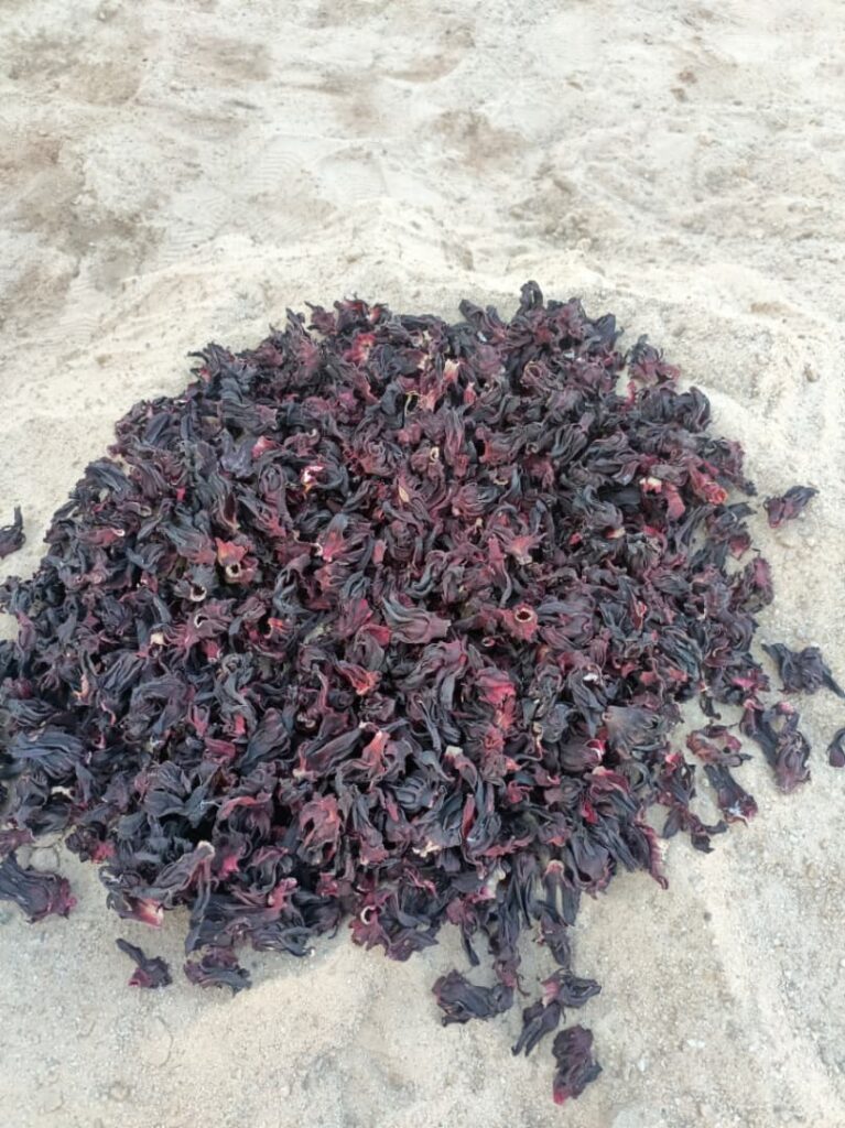Hibiscus sabdariffa supplier, Dried hibiscus flower export, Hibiscus flower from Nigeria, Bulk hibiscus flower supplier, Organic hibiscus flower, Hibiscus roselle supplier, Hibiscus bulk tea, Nigeria hibiscus flower export, Hibiscus flower exporter, Roselle, Hibiscus, Hibiscus roselle,