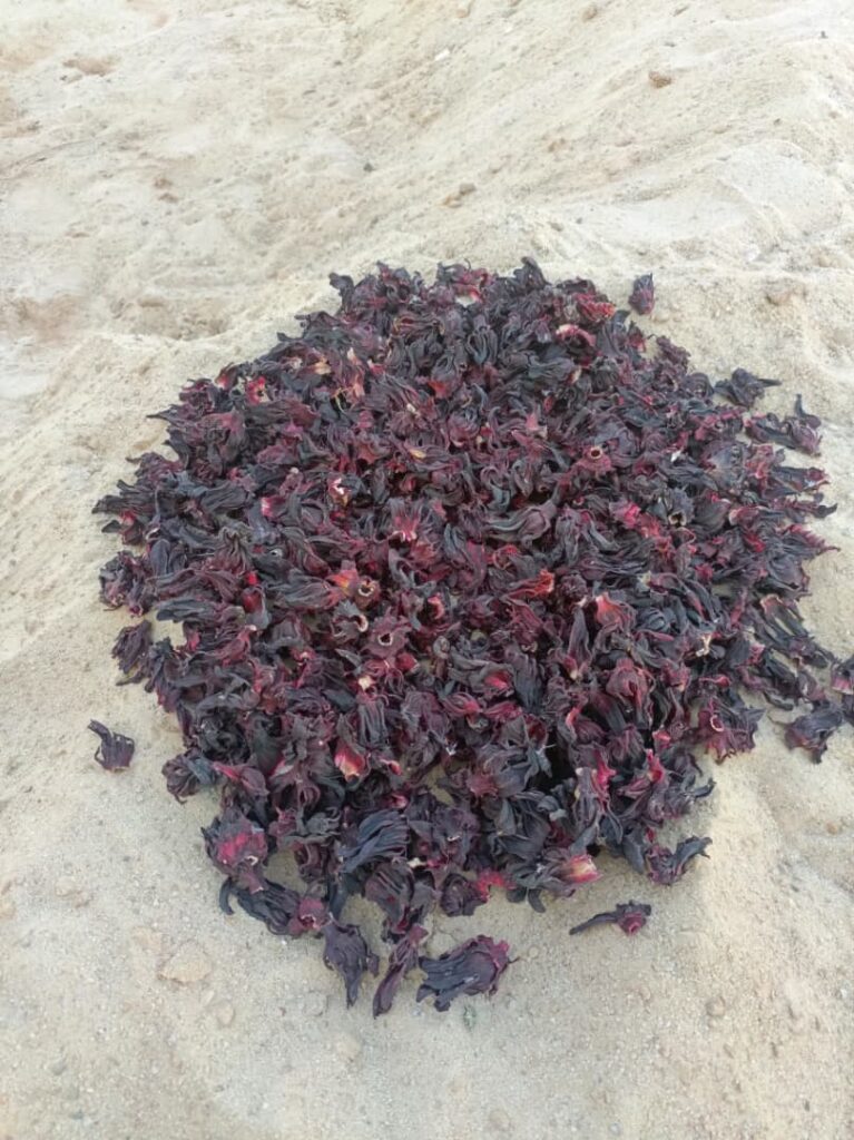Hibiscus sabdariffa supplier, Dried hibiscus flower export, Hibiscus flower from Nigeria, Bulk hibiscus flower supplier, Organic hibiscus flower, Hibiscus roselle supplier, Hibiscus bulk tea, Nigeria hibiscus flower export, Hibiscus flower exporter, Roselle, Hibiscus, Hibiscus roselle,