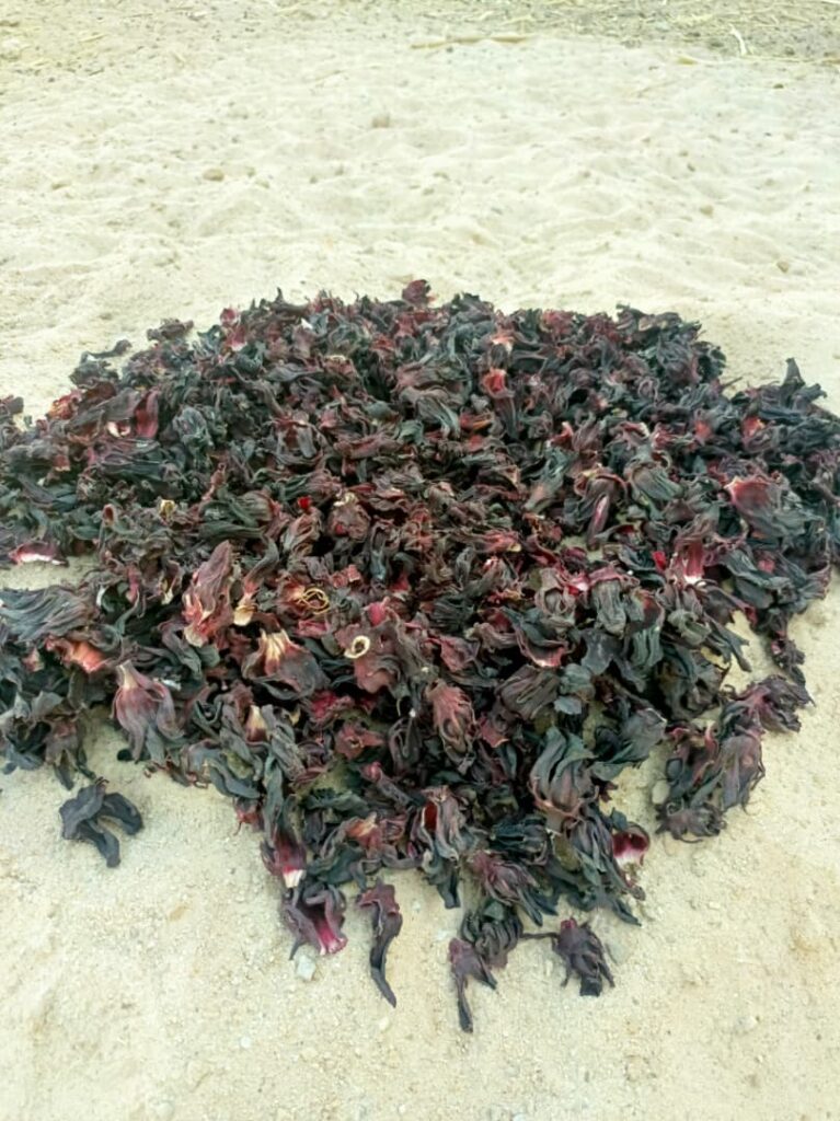 Hibiscus sabdariffa supplier, Dried hibiscus flower export, Hibiscus flower from Nigeria, Bulk hibiscus flower supplier, Organic hibiscus flower, Hibiscus roselle supplier, Hibiscus bulk tea, Nigeria hibiscus flower export, Hibiscus flower exporter, Roselle, Hibiscus, Hibiscus roselle,