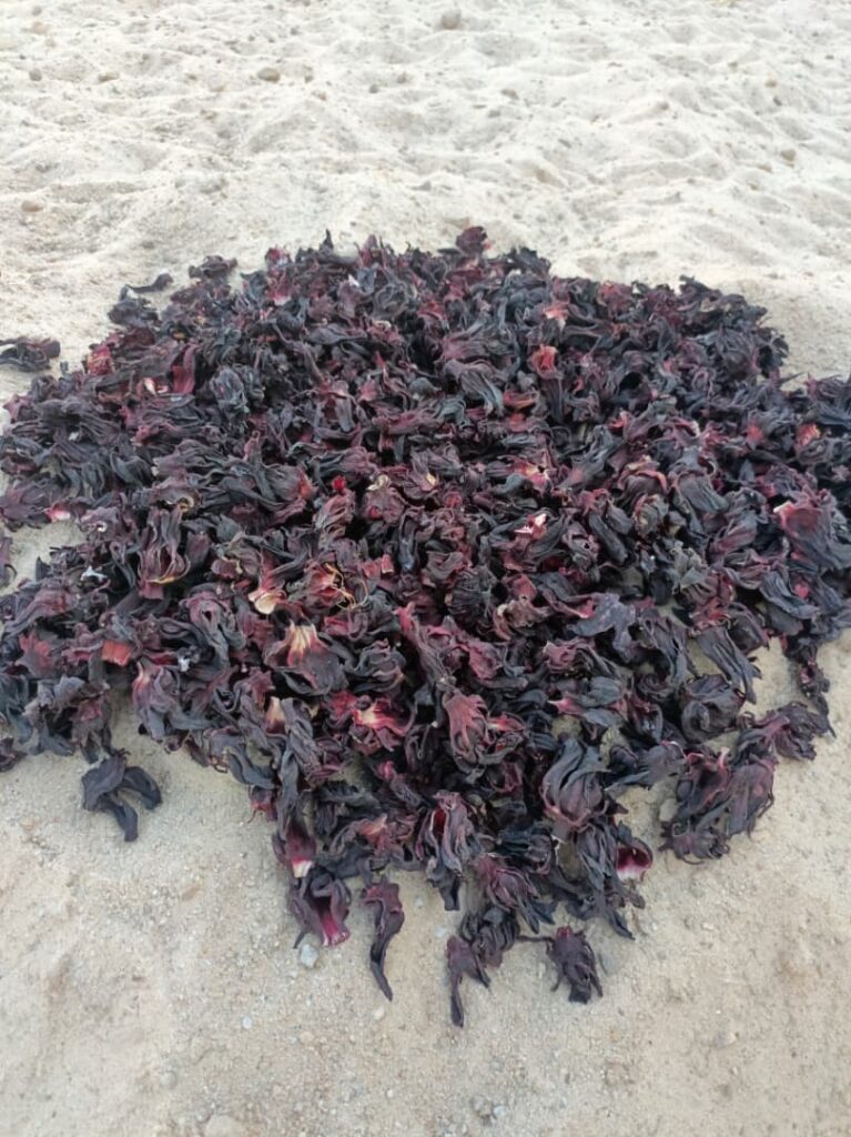 Hibiscus sabdariffa supplier, Dried hibiscus flower export, Hibiscus flower from Nigeria, Bulk hibiscus flower supplier, Organic hibiscus flower, Hibiscus roselle supplier, Hibiscus bulk tea, Nigeria hibiscus flower export, Hibiscus flower exporter, Roselle, Hibiscus, Hibiscus roselle,