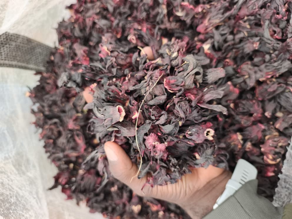 Hibiscus, hibiscus flower, hibiscus flower tea, hibiscus tea, hibiscus plant, hibiscus flower plant, hibiscus flower benefits, hibiscus sabdariffa plant, hibiscus sabdariffa, flower hibiscus, Hibiscus roselle supplier, Hibiscus bulk tea, Nigeria hibiscus flower export, Dried hibiscus flower export, hibiscus powder, hibiscus seeds, hibiscus flower for tea, hibiscus dry flower, Dried hibiscus flower, Natural hibiscus flower,
