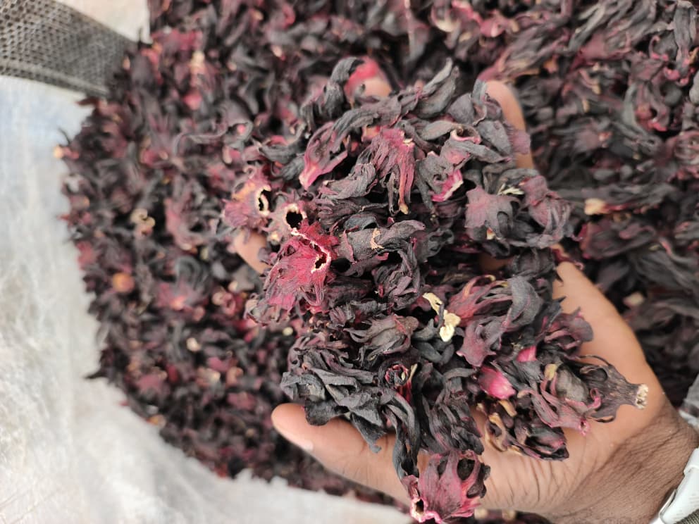 Hibiscus, hibiscus flower, hibiscus flower tea, hibiscus tea, hibiscus plant, hibiscus flower plant, hibiscus flower benefits, hibiscus sabdariffa plant, hibiscus sabdariffa, flower hibiscus, Hibiscus roselle supplier, Hibiscus bulk tea, Nigeria hibiscus flower export, Dried hibiscus flower export, hibiscus powder, hibiscus seeds, hibiscus flower for tea, hibiscus dry flower, Dried hibiscus flower, Natural hibiscus flower,