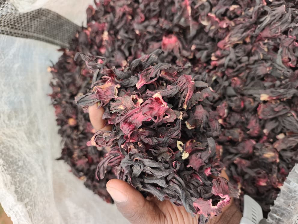 Hibiscus, hibiscus flower, hibiscus flower tea, hibiscus tea, hibiscus plant, hibiscus flower plant, hibiscus flower benefits, hibiscus sabdariffa plant, hibiscus sabdariffa, flower hibiscus, Hibiscus roselle supplier, Hibiscus bulk tea, Nigeria hibiscus flower export, Dried hibiscus flower export, hibiscus powder, hibiscus seeds, hibiscus flower for tea, hibiscus dry flower, Dried hibiscus flower, Natural hibiscus flower,