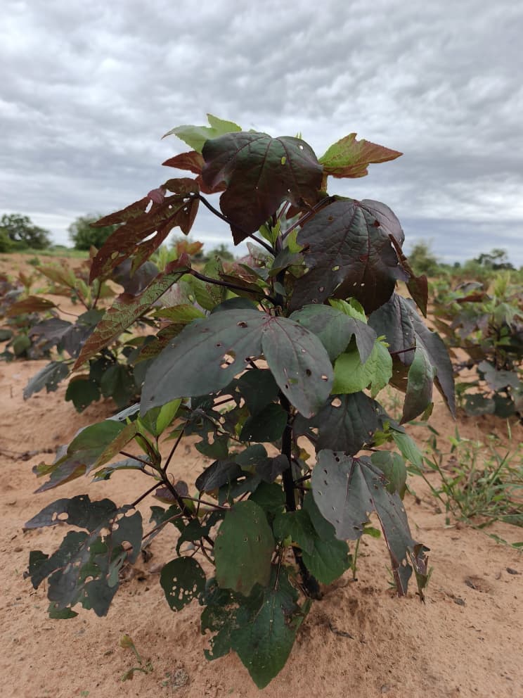 Hibiscus, hibiscus flower, hibiscus flower tea, hibiscus tea, hibiscus plant, hibiscus flower plant, hibiscus flower benefits, hibiscus sabdariffa plant, hibiscus sabdariffa, flower hibiscus, Hibiscus roselle supplier, Hibiscus bulk tea, Nigeria hibiscus flower export, Dried hibiscus flower export, hibiscus powder, hibiscus seeds, hibiscus flower for tea, hibiscus dry flower, Dried hibiscus flower, Natural hibiscus flower,