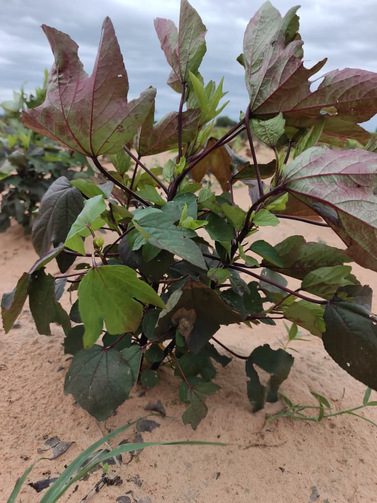 Hibiscus, hibiscus flower, hibiscus flower tea, hibiscus tea, hibiscus plant, hibiscus flower plant, hibiscus flower benefits, hibiscus sabdariffa plant, hibiscus sabdariffa, flower hibiscus, Hibiscus roselle supplier, Hibiscus bulk tea, Nigeria hibiscus flower export, Dried hibiscus flower export, hibiscus powder, hibiscus seeds, hibiscus flower for tea, hibiscus dry flower, Dried hibiscus flower, Natural hibiscus flower,