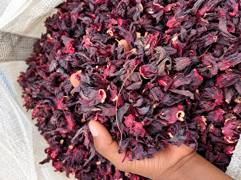 Hibiscus, hibiscus flower, hibiscus flower tea, hibiscus tea, hibiscus plant, hibiscus flower plant, hibiscus flower benefits, hibiscus sabdariffa plant, hibiscus sabdariffa, flower hibiscus, Hibiscus roselle supplier, Hibiscus bulk tea, Nigeria hibiscus flower export, Dried hibiscus flower export, hibiscus powder, hibiscus seeds, hibiscus flower for tea, hibiscus dry flower, Dried hibiscus flower, Natural hibiscus flower,