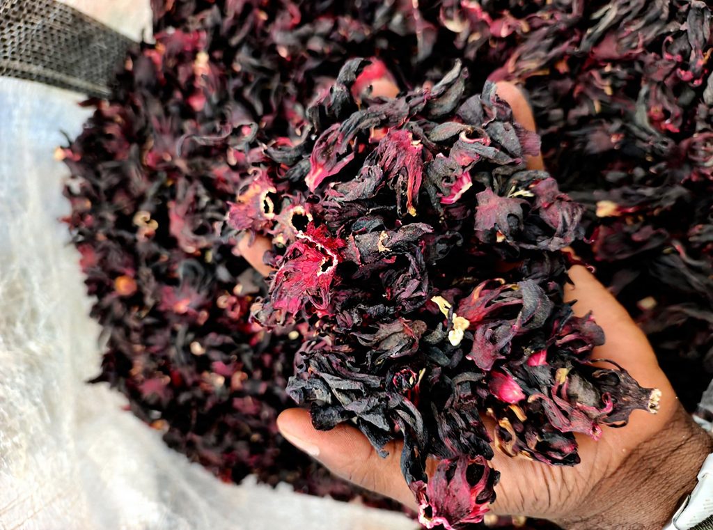Hibiscus, hibiscus flower, hibiscus flower tea, hibiscus tea, hibiscus plant, hibiscus flower plant, hibiscus flower benefits, hibiscus sabdariffa plant, hibiscus sabdariffa, flower hibiscus, Hibiscus roselle supplier, Hibiscus bulk tea, Nigeria hibiscus flower export, Dried hibiscus flower export, hibiscus powder, hibiscus seeds, hibiscus flower for tea, hibiscus dry flower, Dried hibiscus flower, Natural hibiscus flower,