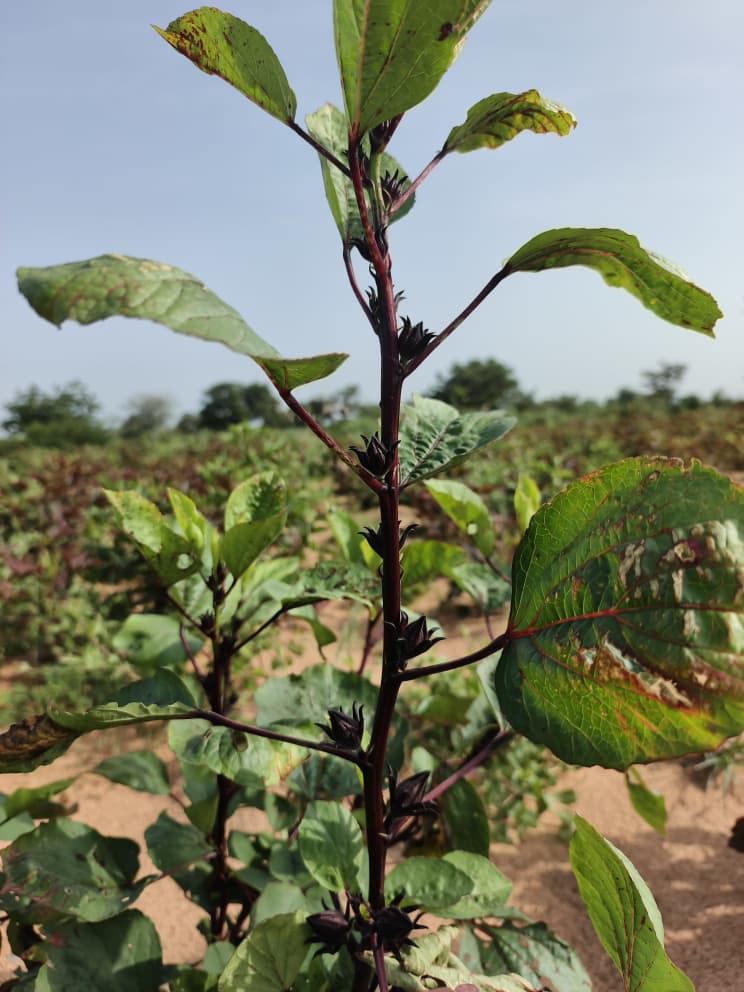 Hibiscus, hibiscus flower, hibiscus flower tea, hibiscus tea, hibiscus plant, hibiscus flower plant, hibiscus flower benefits, hibiscus sabdariffa plant, hibiscus sabdariffa, flower hibiscus, Hibiscus roselle supplier, Hibiscus bulk tea,
