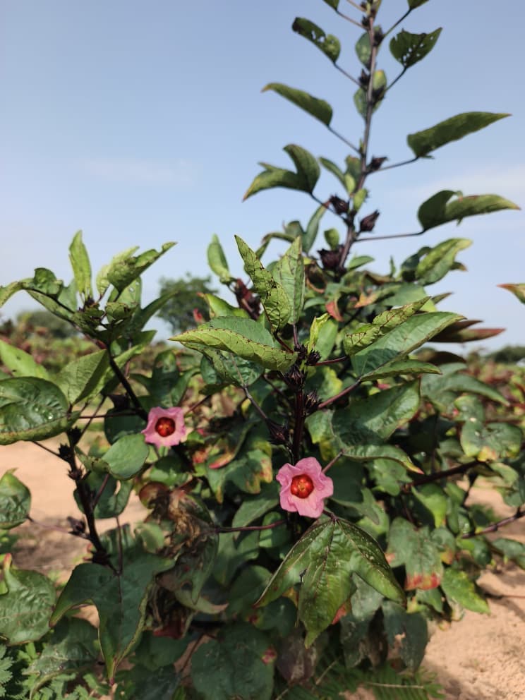 Hibiscus, hibiscus flower, hibiscus flower tea, hibiscus tea, hibiscus plant, hibiscus flower plant, hibiscus flower benefits, hibiscus sabdariffa plant, hibiscus sabdariffa, flower hibiscus, Hibiscus roselle supplier, Hibiscus bulk tea