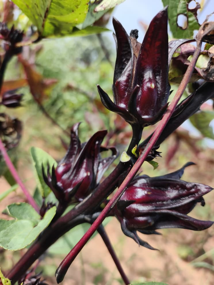 Hibiscus, hibiscus flower, hibiscus flower tea, hibiscus tea, hibiscus plant, hibiscus flower plant, hibiscus flower benefits, hibiscus sabdariffa plant, hibiscus sabdariffa, flower hibiscus, Hibiscus roselle supplier, Hibiscus bulk tea