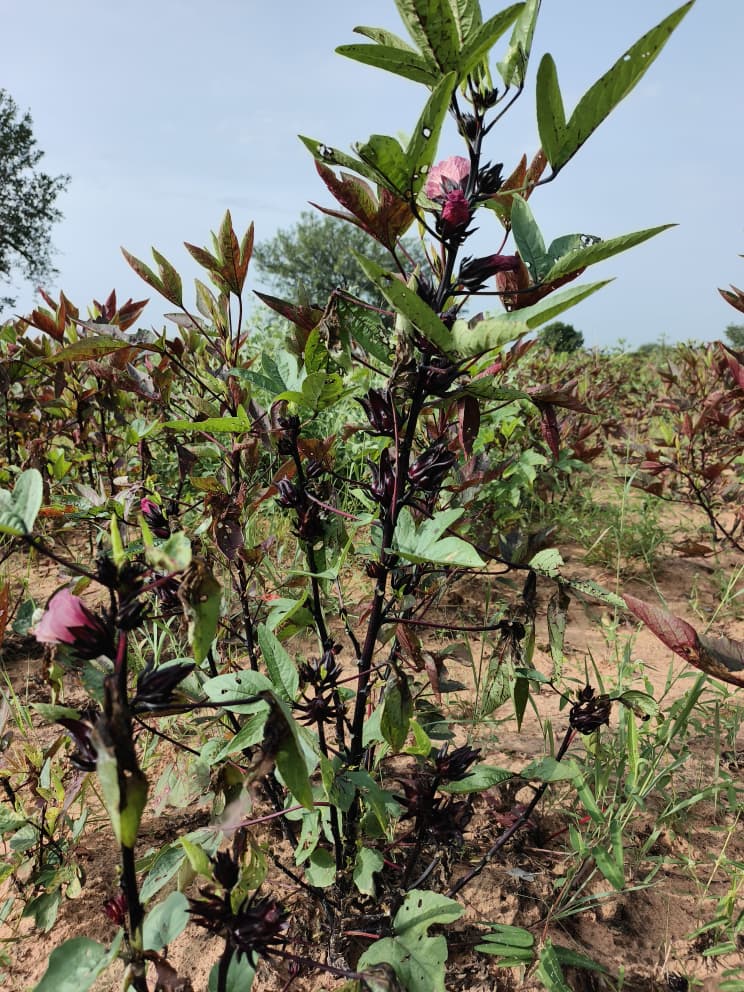 Hibiscus, hibiscus flower, hibiscus flower tea, hibiscus tea, hibiscus plant, hibiscus flower plant, hibiscus flower benefits, hibiscus sabdariffa plant, hibiscus sabdariffa, flower hibiscus, Hibiscus roselle supplier, Hibiscus bulk tea, 