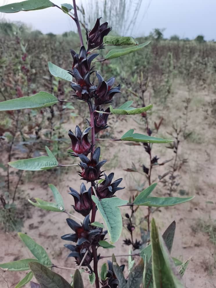 Hibiscus, hibiscus flower, hibiscus flower tea, hibiscus tea, hibiscus plant, hibiscus flower plant, hibiscus flower benefits, hibiscus sabdariffa plant, hibiscus sabdariffa, flower hibiscus, Hibiscus roselle supplier, Hibiscus bulk tea,