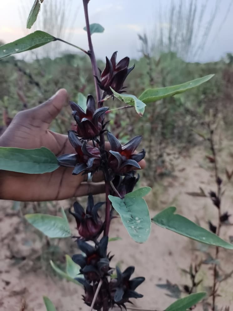 Hibiscus, hibiscus flower, hibiscus flower tea, hibiscus tea, hibiscus plant, hibiscus flower plant, hibiscus flower benefits, hibiscus sabdariffa plant, hibiscus sabdariffa, flower hibiscus, Hibiscus roselle supplier, Hibiscus bulk tea, 