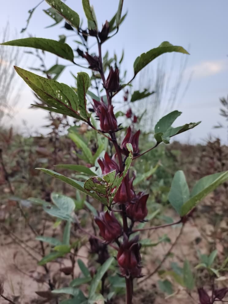 Hibiscus, hibiscus flower, hibiscus flower tea, hibiscus tea, hibiscus plant, hibiscus flower plant, hibiscus flower benefits, hibiscus sabdariffa plant, hibiscus sabdariffa, flower hibiscus, Hibiscus roselle supplier, Hibiscus bulk tea,